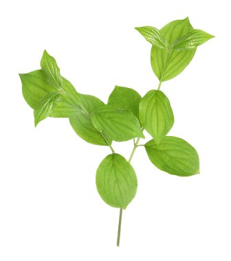 Yeşil yapraklı dal beyaz üzerine izole