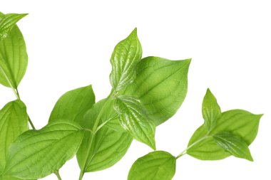 dallar üzerinde beyaz izole yeşil yaprakları ile