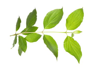 Yeşil yapraklı bir dal beyaz üzerine izole edilmiş