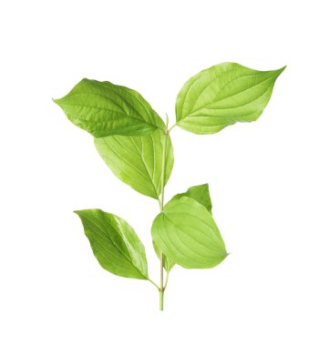 Yeşil yapraklı bir dal beyaz üzerine izole edilmiş