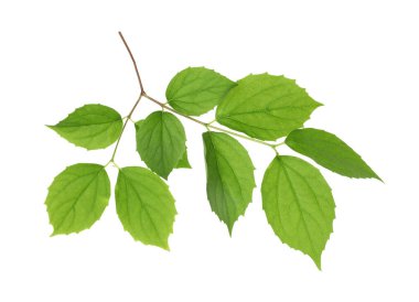 Yeşil yapraklı dal beyaz üzerine izole