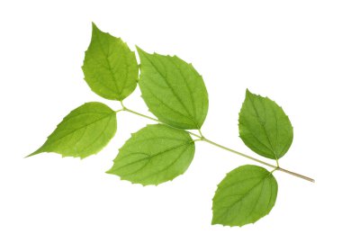 Yeşil yapraklı dal beyaz üzerine izole