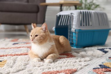 Şirin kedi ve hayvan taşıyıcısı evde yerde.