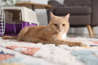 Şirin kedi ve hayvan taşıyıcısı evde, seçici bir odak noktası.