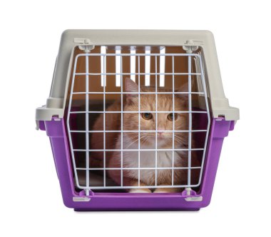 Kapalı evcil hayvan taşıyıcısındaki şirin kedi beyazda izole edilmiş.