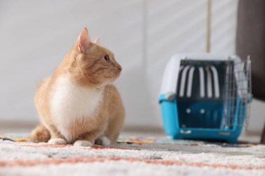 Şirin kedi ve hayvan taşıyıcısı evde, seçici bir odak noktası.