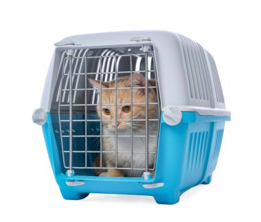 Kapalı evcil hayvan taşıyıcısındaki şirin kedi beyazda izole edilmiş.