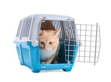 Açık evcil hayvan taşıyıcısındaki şirin kedi beyazda izole edilmiş.