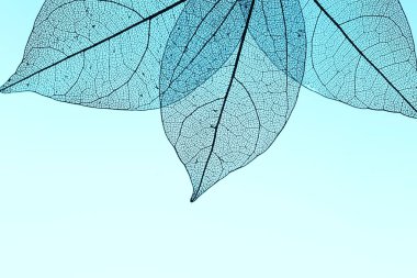 Açık mavi arka planda güzel iskelet yaprakları, makro manzara. Metin için boşluk