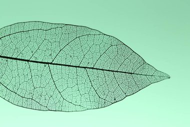 Açık yeşil arka planda güzel iskelet yaprağı, makro görünüm