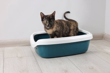 İçerideki çöp tepsisinde şirin bir kedi.