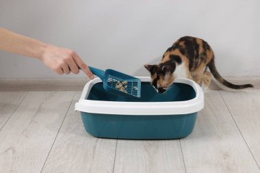 Çöp tepsisi temizleyen kadın ve sevimli kedi içeride, yakın plan.