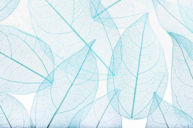 Beyaz arka planda güzel iskeletleşmiş yapraklar, düz uzanmış.