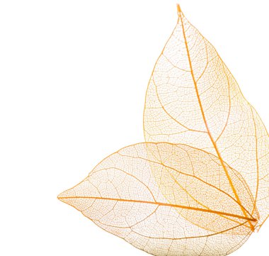 Güzel iskeletleşmiş yapraklar beyaz, üst manzara