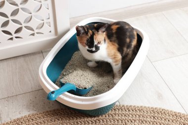 İçerideki çöp kutusunda oturan sevimli kedi.