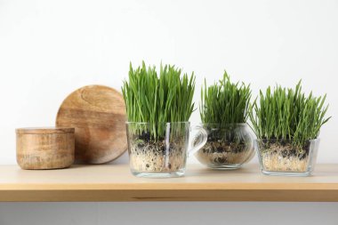 Şeffaf kaplarda buğday çimi ve ışık duvarının yanındaki raflarda dekor.