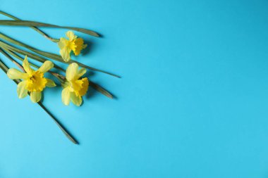 Açık mavi arkaplanda güzel nergisler, metin için boşluk