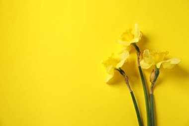 Sarı arka planda güzel nergisler, düz yatış. Metin için boşluk