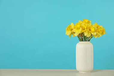 Turkuaz arka planda vazodaki güzel nergisler. Metin için boşluk