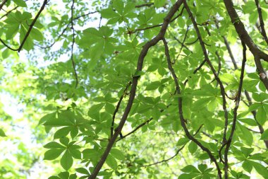 Arka planda yeşil yaprakları olan güzel ağaç taç, yakın plan.