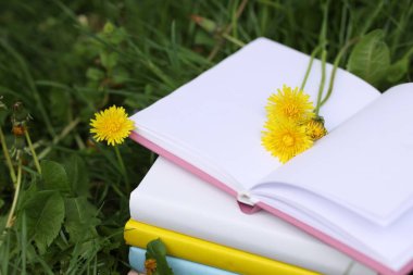 Yeşil çimlerin üzerinde karahindiba çiçekleri olan kitaplar, yakın plan.