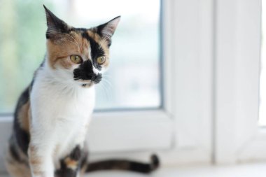 Evde pencere pervazında şirin bir yavru kedi, mesaj için de yer var.