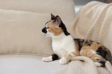 Evdeki kanepede şirin bir yavru kedi, mesaj için yer var.