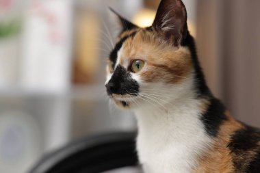 Evde sandalyede şirin bir yavru kedi, yakın plan. Metin için boşluk