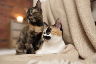 Evde şirin bir yavru kedi ve battaniye, seçici bir odak noktası.