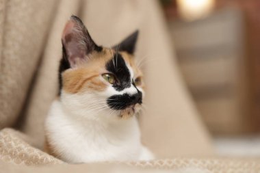 Evde şirin bir yavru kedi ve battaniye, yakın plan. Metin için boşluk