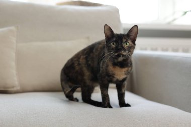 Evdeki kanepede tatlı bir yavru kedi.