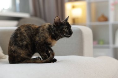 Evdeki kanepede şirin bir yavru kedi, mesaj için yer var.