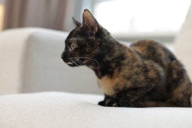 Evdeki kanepede şirin bir yavru kedi, yakın plan. Metin için boşluk