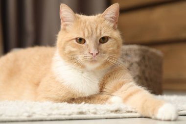 Evde yerde yatan sevimli kızıl kedi.