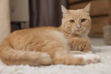 Evde yerde yatan sevimli kızıl kedi.