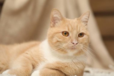 Evde yerde yatan sevimli kızıl kedi, yakın plan.