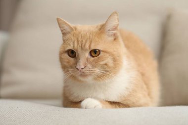 Evdeki kanepede yatan sevimli kızıl kedi.