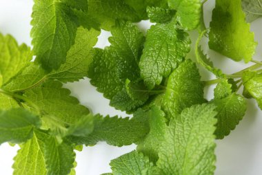 Beyaz arka planda taze yeşil limon merhemi yaprakları, üst manzara