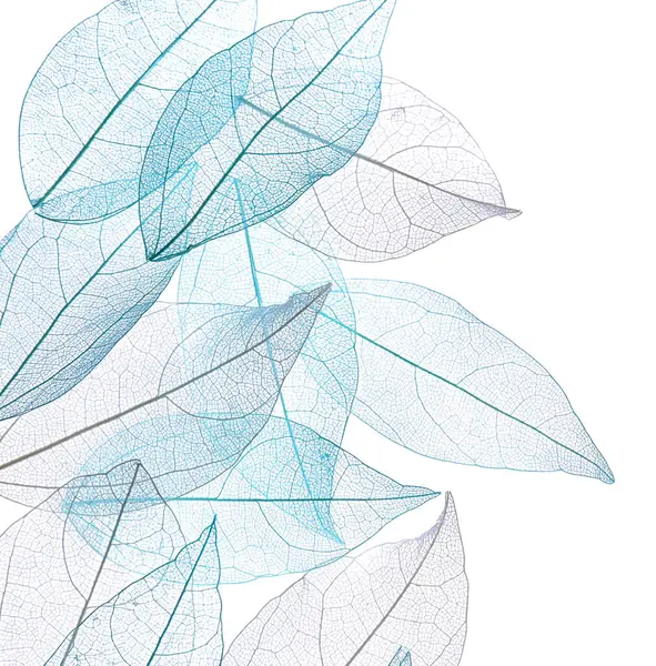 Güzel iskeletleşmiş yapraklar beyaz, üst manzara