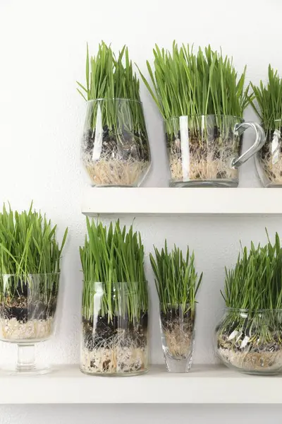 Işık duvarının yanındaki raflarda şeffaf kaplarda buğday otları