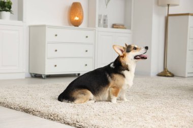 Evdeki şirin Galli Corgi. Sevimli hayvan