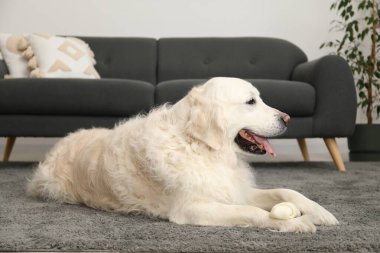 Evde yerde kemikleri çiğnenmiş şirin bir köpek.