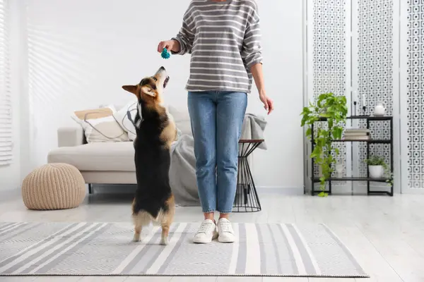 Oyuncağı olan bir kadın köpeğini evde eğitiyor.