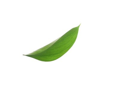 One fresh green Ruscus leaf isolated on white