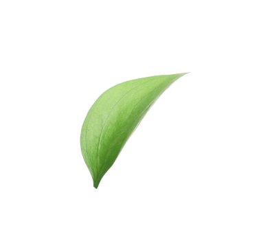 One fresh green Ruscus leaf isolated on white