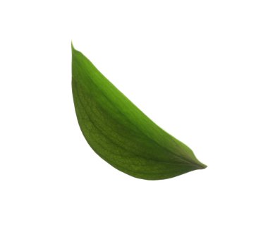 One fresh green Ruscus leaf isolated on white