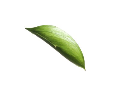 One fresh green Ruscus leaf isolated on white
