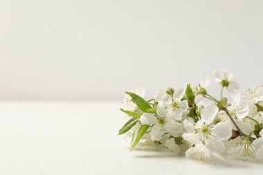Beyaz masa üzerinde güzel çiçekli dallar, yakın plan. Tasarım için boşluk