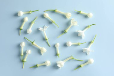 Açık mavi arka planda güzel yasemin çiçekleri, düz yatıyordu.