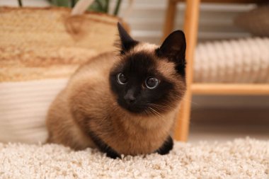 Evdeki bej halıdaki sevimli Tayland kedisi